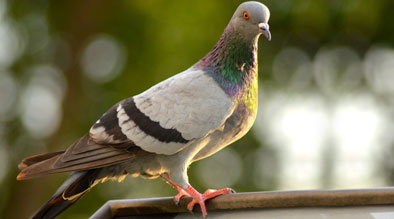 Google's pigeon update 2014